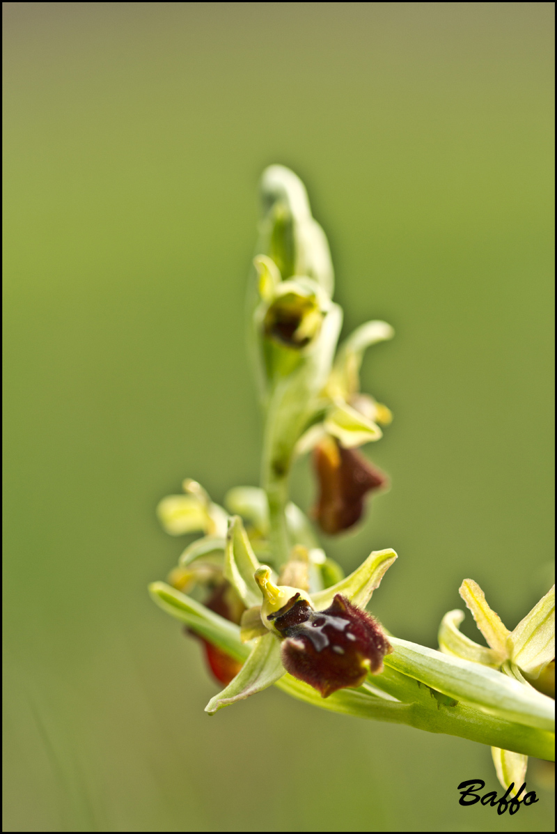 Ophrys sphegodes subsp. sphegodes Mill